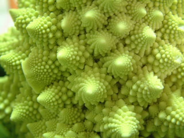 Fractal shapes in broccoli